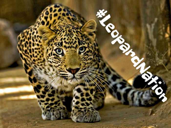 #LeopardNation